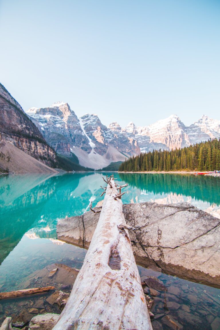 Beautiful nature view, river and a large fallen tree trunk