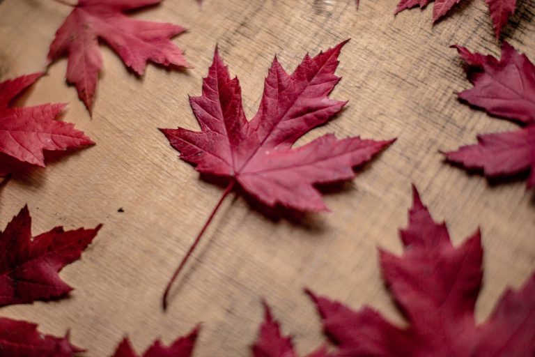 red-leaf-surrounded-by-other-leaves-on-textured-wo _Canada's national symbols